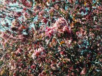 pinkFlowers.TIF