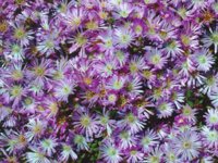 purpleFlowers.TIF
