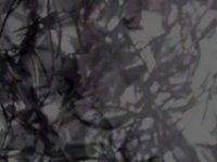 spiderFlowers.TIF