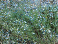 tinyBlueFlowers.TIF