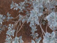 whiteFlowers.TIF
