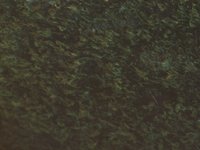 firTree.TIF