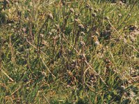 grass.TIF