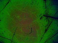 greenNest.TIF