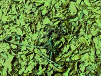 leaves.TIF