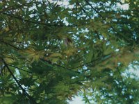 leavesintheAir.TIF
