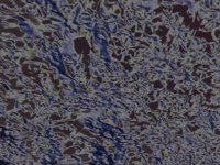pelicanPrint.TIF