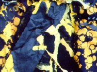 yellowBubbles.TIF