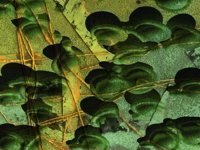 embryoCapsules.TIF