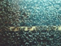 larvae.TIF