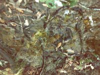 salamander.TIF