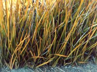 yellowGrass.TIF