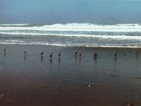 birdsonBeach.TIF