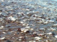 shells.TIF