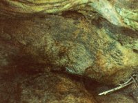 treeTrunk.TIF
