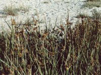 brownGrass.TIF