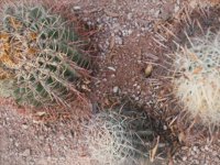 cacti.TIF
