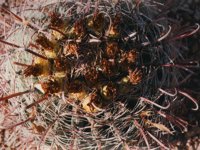 cactusHead.TIF