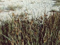 desertWeed.TIF