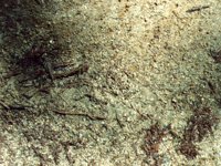 ground.TIF