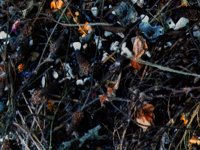 leaves.TIF