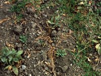 rockyGround.TIF