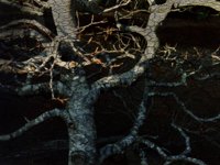 snakeTreeRoots.TIF