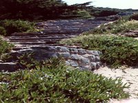 steps.TIF