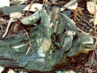 wood.TIF
