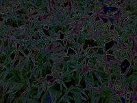velvetPalms.TIF
