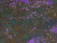 leavesatDusk.TIF