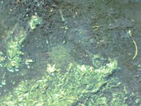 powderedGround.TIF