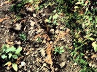 windyGround.TIF