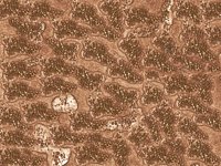 bacteria.TIF