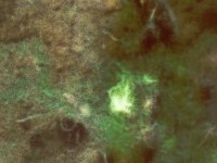 darkwoods.TIF