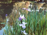 reflect.TIF