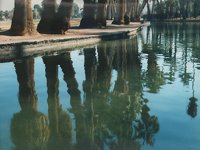 reflectedPalms.TIF