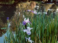 reflection.TIF