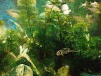 underwater.TIF