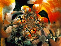 fatfish.TIF
