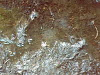 slimyMud.TIF