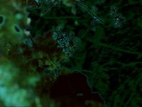 swamp.TIF