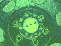 wheel08.TIF