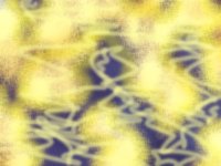 yellow03reflection.TIF