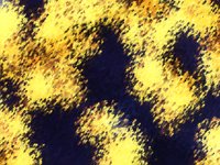 yellow11reflection.TIF