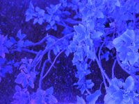 bluFlowers.TIF