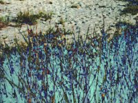 grassPlanet.TIF