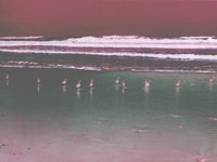 redBirdsonBeach.TIF