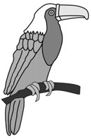 TOUCAN.GIF