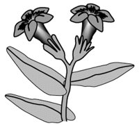PUCCOON.GIF